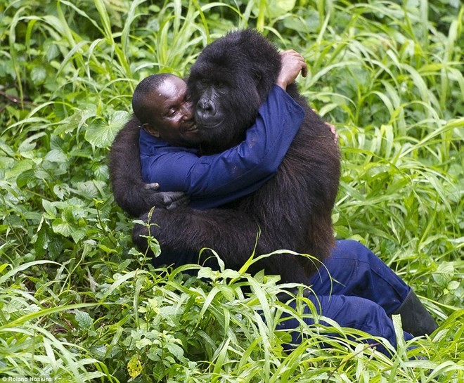 Các chú khỉ đột khổng lồ tỏ ra rất thân thiện với những nhân viên ở công viên quốc gia Virunga. (Nguồn: Daily Mail)